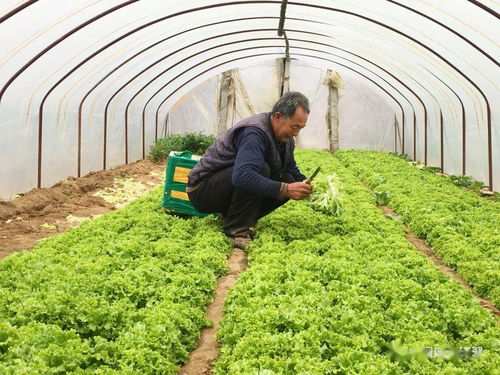 產銷對接顯成效 30噸滯銷蔬菜成功售出，畜產品購銷貿易同步拓展