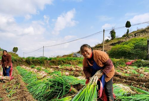 蔥郁龍坪，綠意滿“林”助農增收